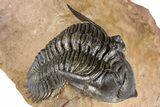 Chocolate-Brown Metacanthina Trilobite - Lghaft, Morocco #381460-5